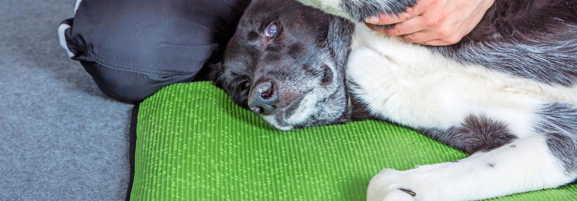Hund hat Arthrose