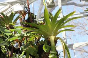 Die Botanischen Gärten der Schweiz laden zu diversen Anlässen im Rahmen der Botanica 2024 ein.