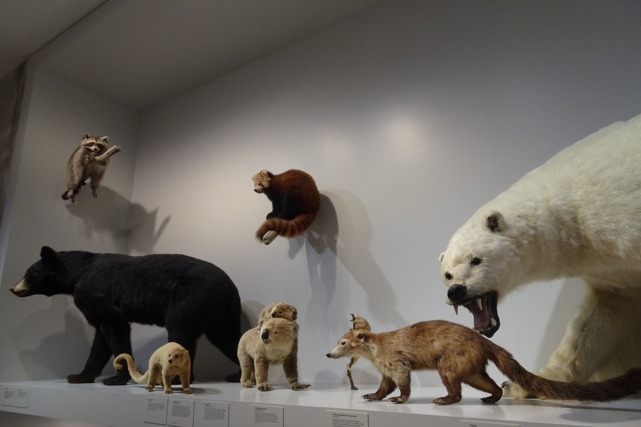 Im Naturmuseum St. Gallen