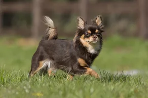 Der Chihuahua hat eine kompakte, zierliche Statur mit grossen, ausdrucksvollen Augen und aufrechten Ohren. Es gibt sowohl eine langhaarige als auch eine kurzhaarige Variante.