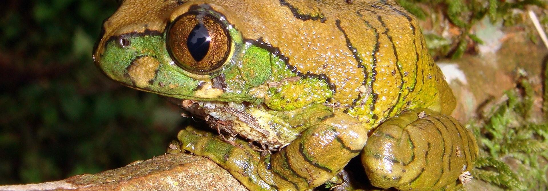 juwelenlaubfrosch.jpg