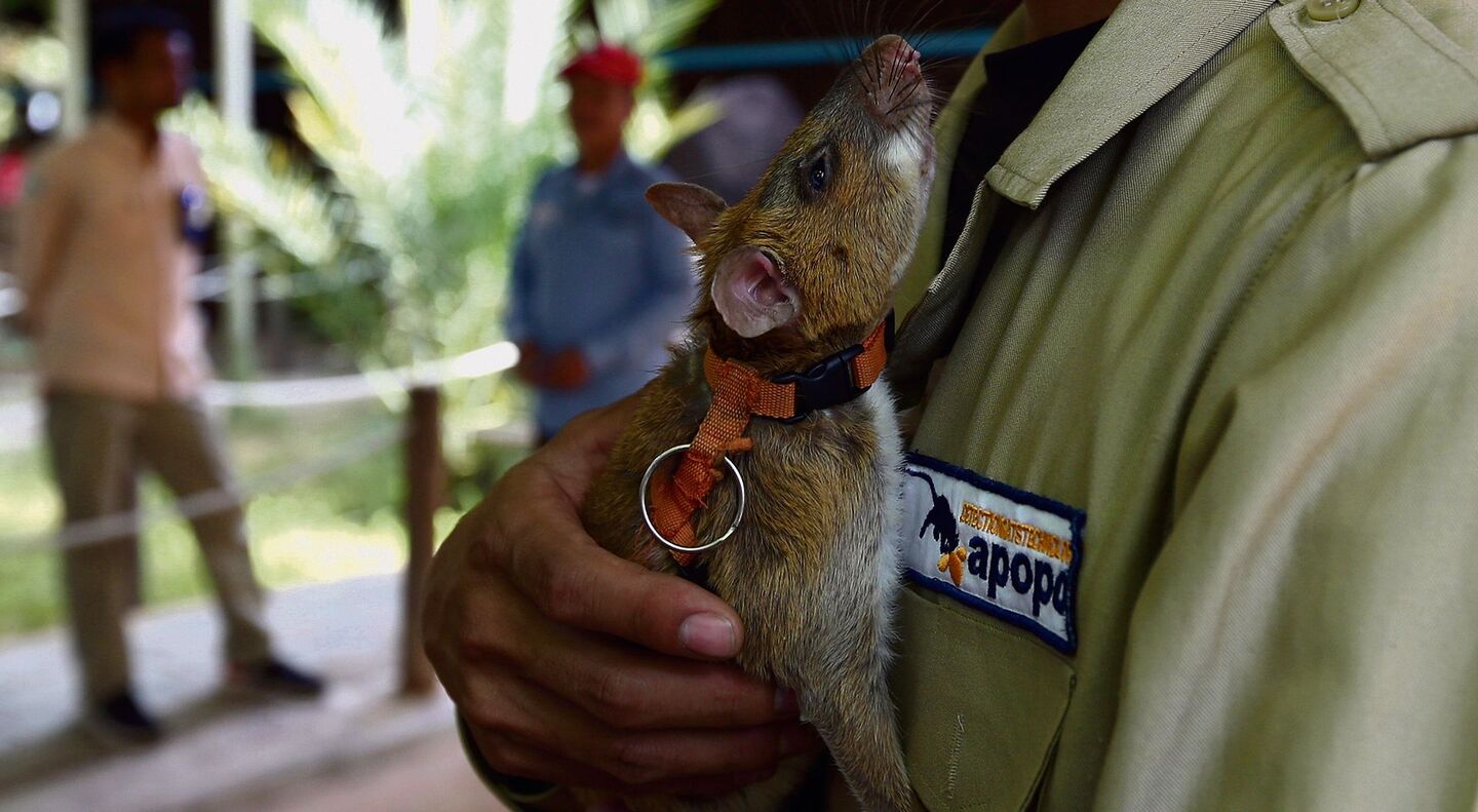 Eine Hero-Rat auf den Armen ihres Betreuers in Kambodscha. Sie erschnüffelt Landminen, bevor sie unter dem Fuss eines Menschen detonieren können.