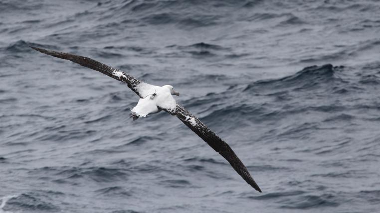 Wanderalbatros mit Gps-Sender auf dem Rücken