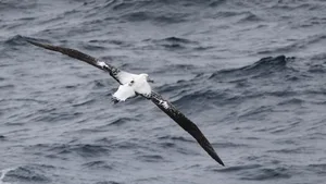 Adulte Wanderalbatrosse erwiesen sich als besonders gute Meereswächter – hier ein Tier im Einsatz mit Sender.