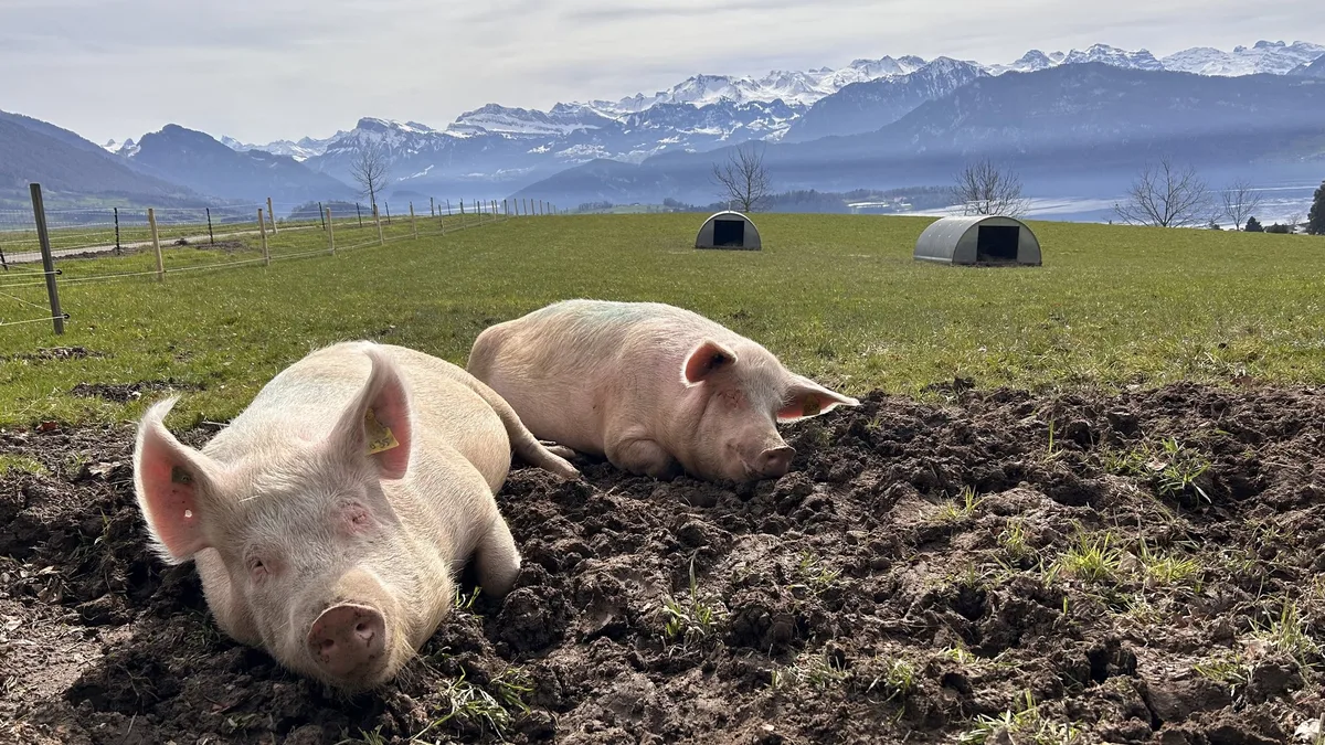 IMG_0829 Schweine in ihrer natürlichen Umgebung erleben und erforschen
