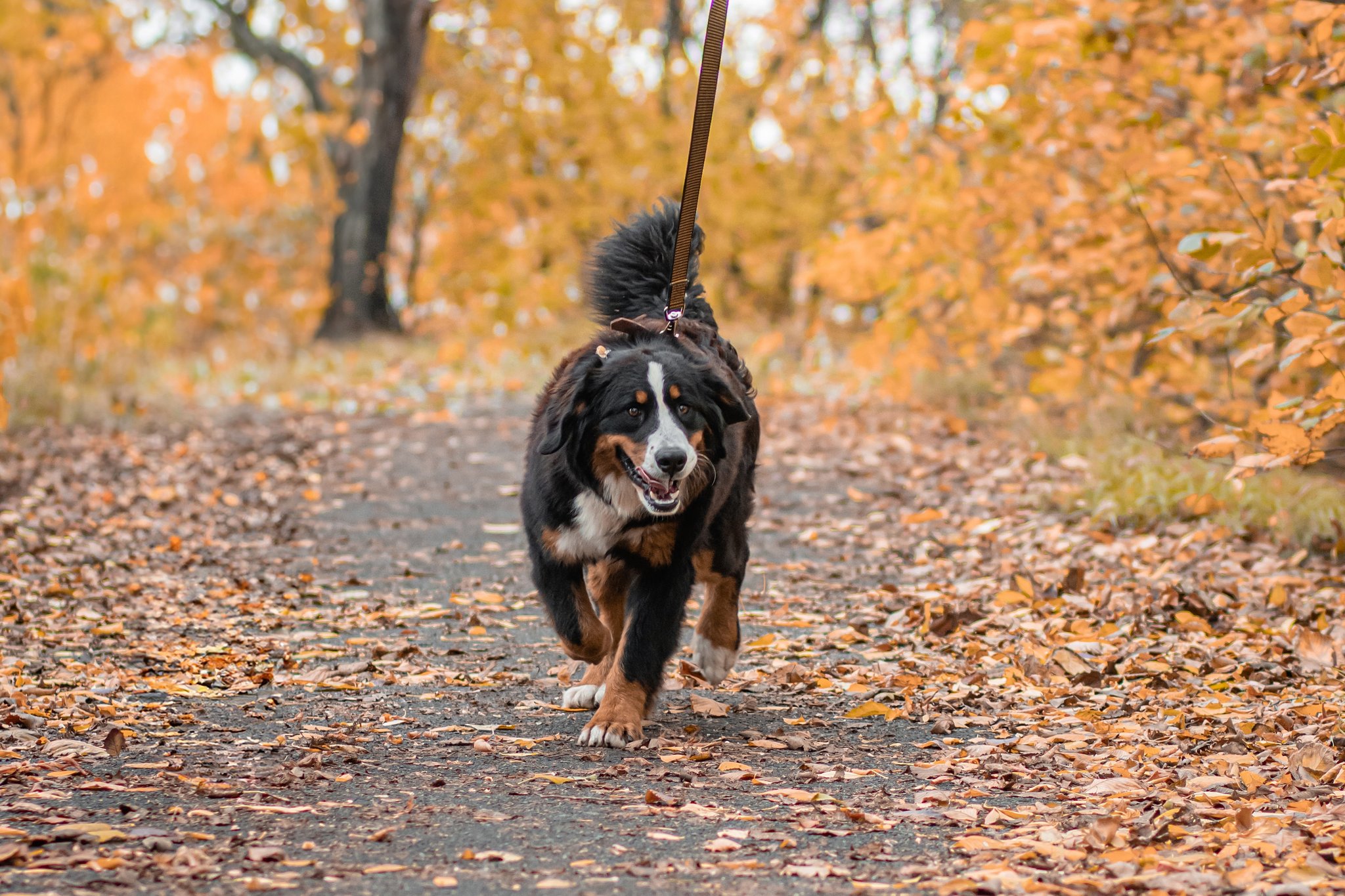 Weshalb zahlt man die Hundesteuer?