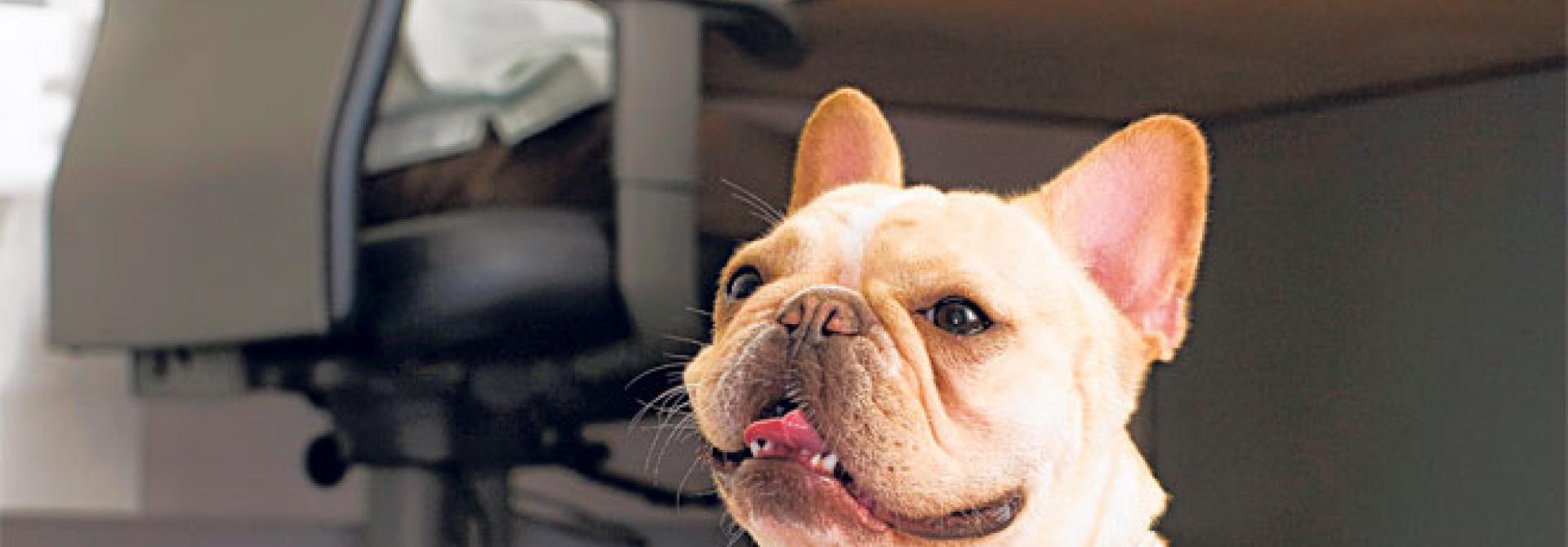 hund-buero.jpg