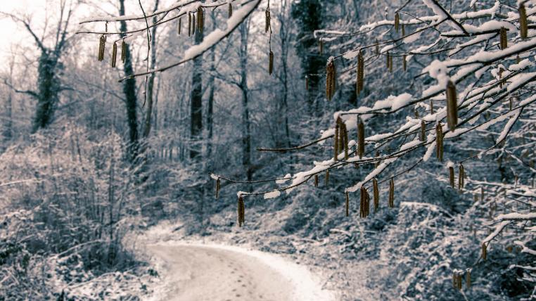 Verschneiter Wald im Aargau