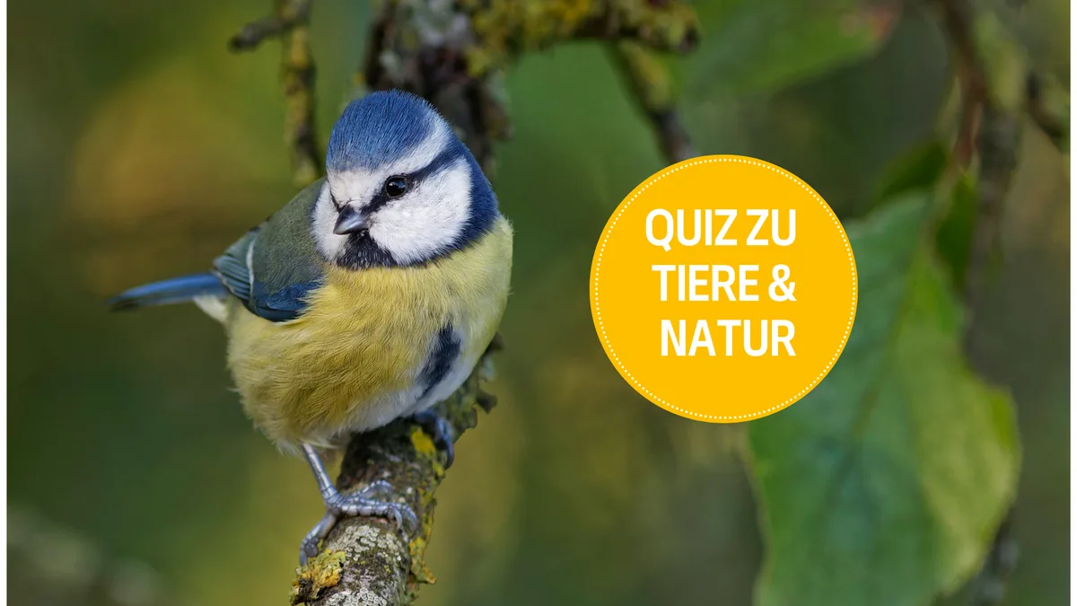dossier2 Quiz rund um Tiere und Natur