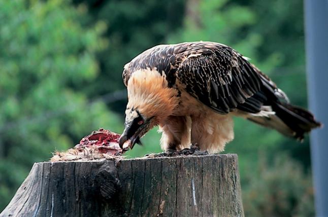 Der Bartgeier ist ein Aasfresser – er frisst neben Fleisch auch Knochen.