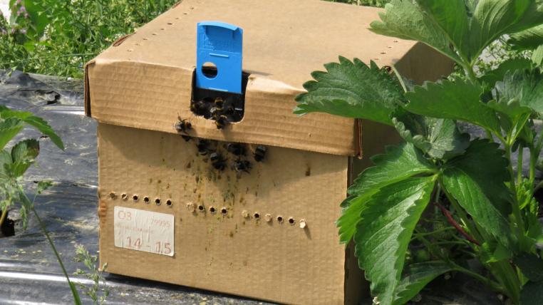Hummelbox