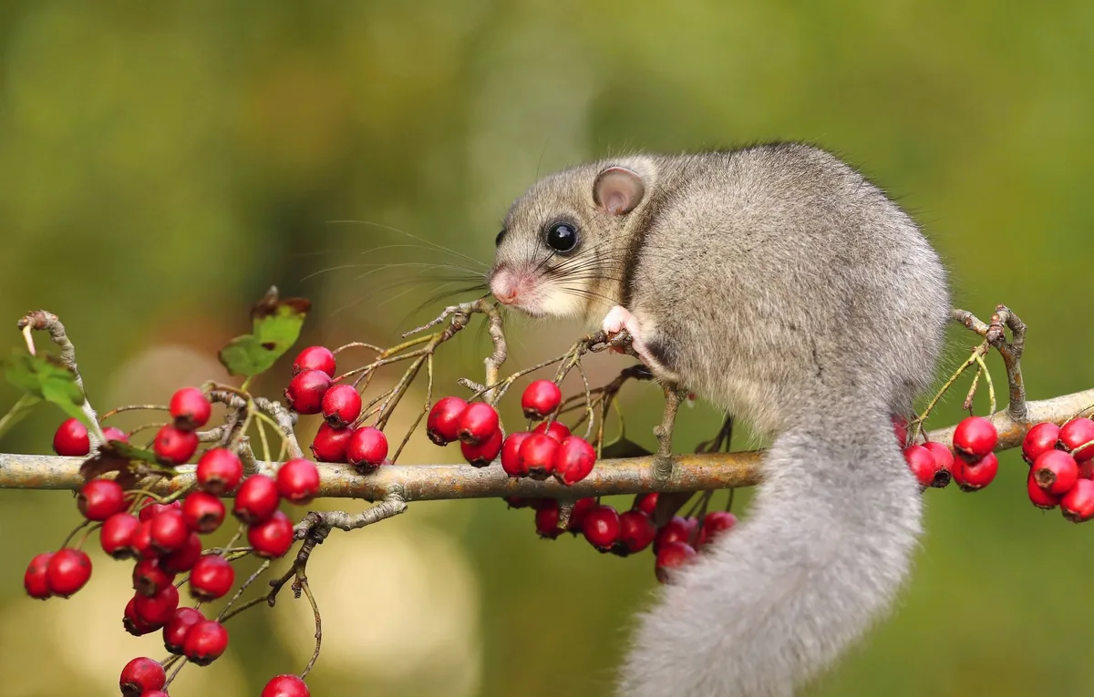shutterstock_1884008125 Der Siebenschläfer: Verschlafenes Nagetier