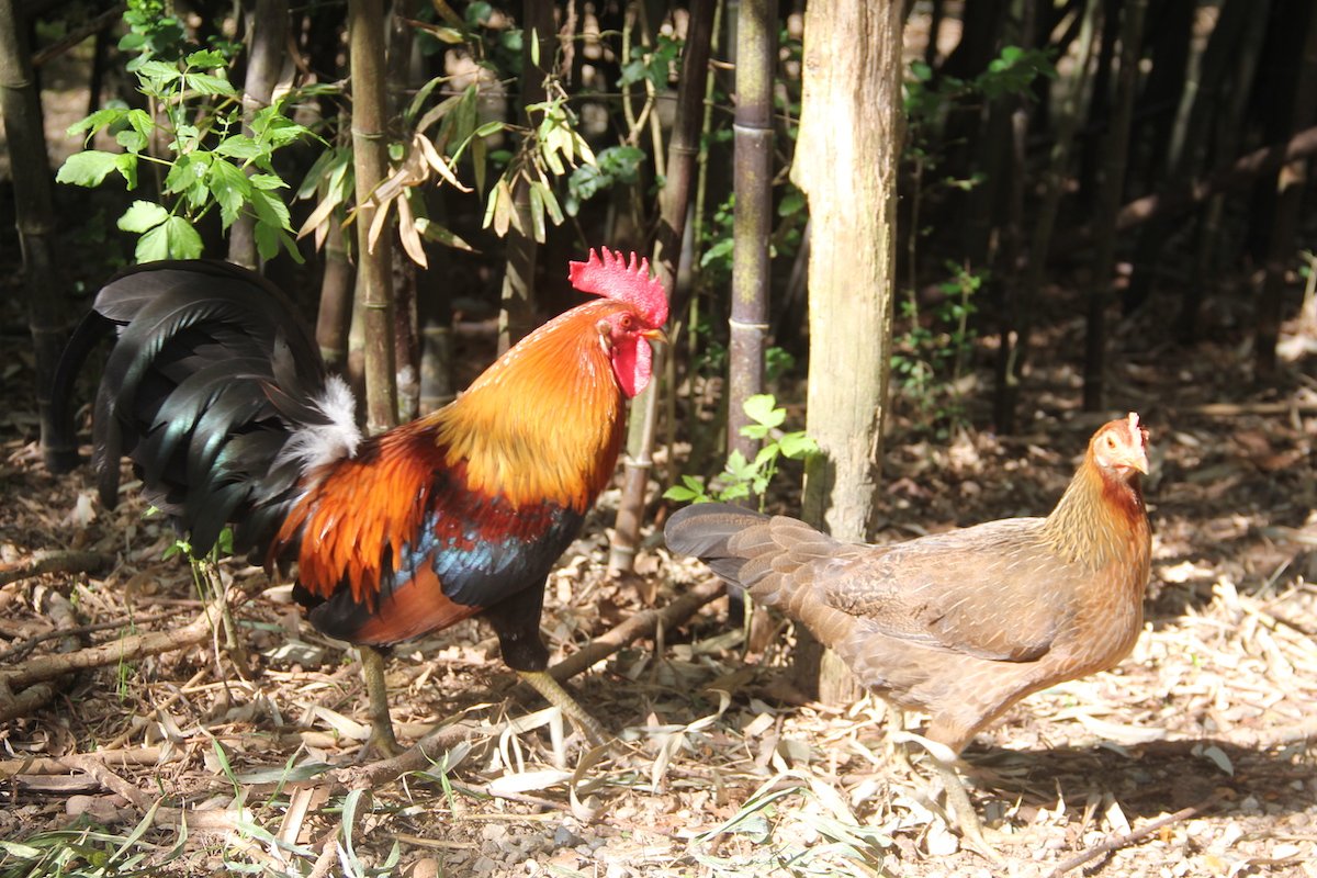 Das Bankivahuhn: Stammform des Haushuhns