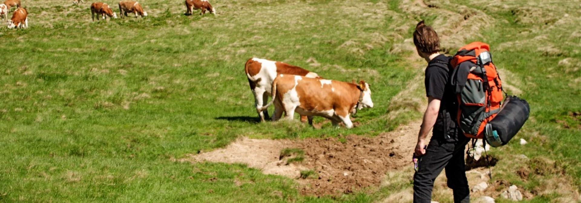 kuhwandern.jpg