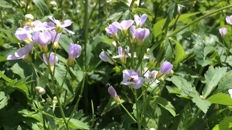 Cardamine insueta