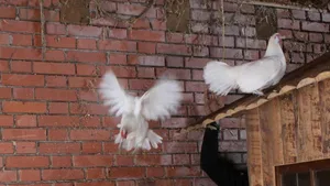 Bei Hühnern gibt es grosse Unterschiede, was die Flugfähigkeit angeht.