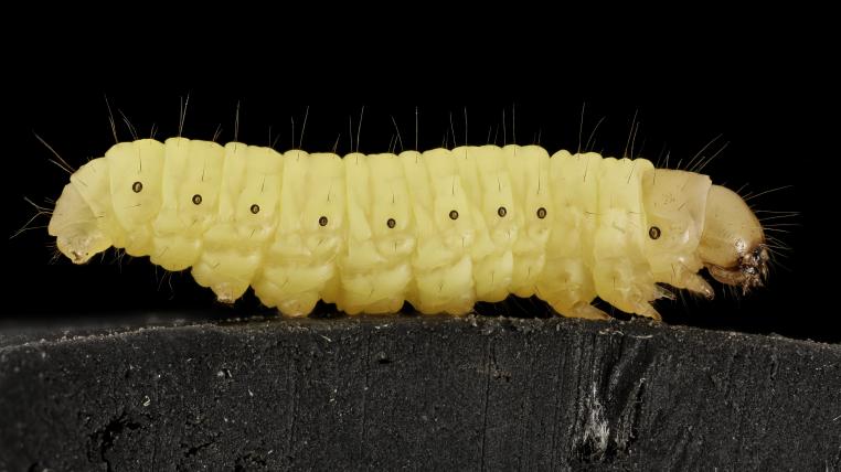sam-droege-waxworm.jpg