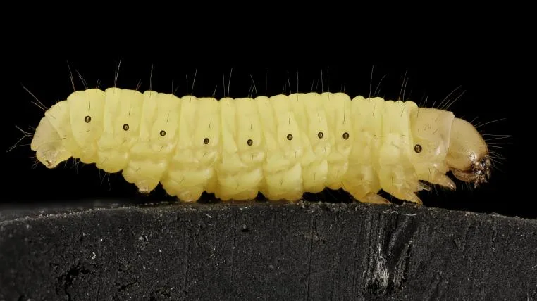 88481a41bcb8b89e93f95b1674e743f89f8501ae sam-droege-waxworm.jpg
