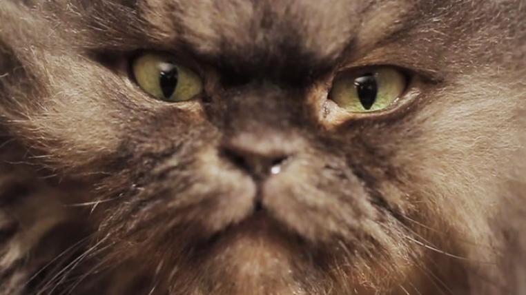 colonelmeow.jpg