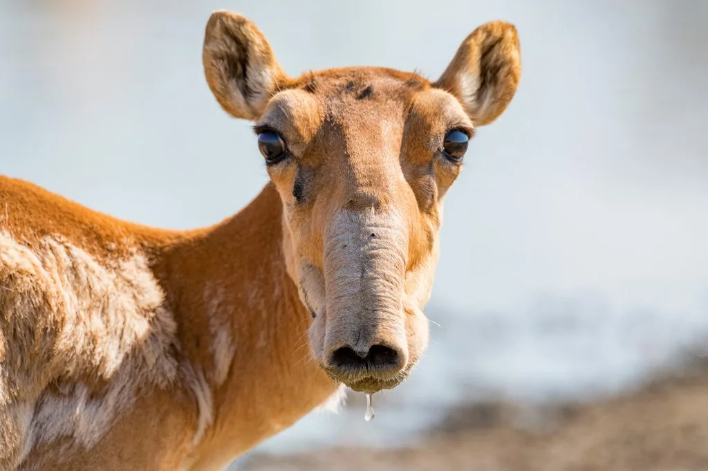 shutterstock_1787502503 Die Saiga: Antilope mit grosser Nase