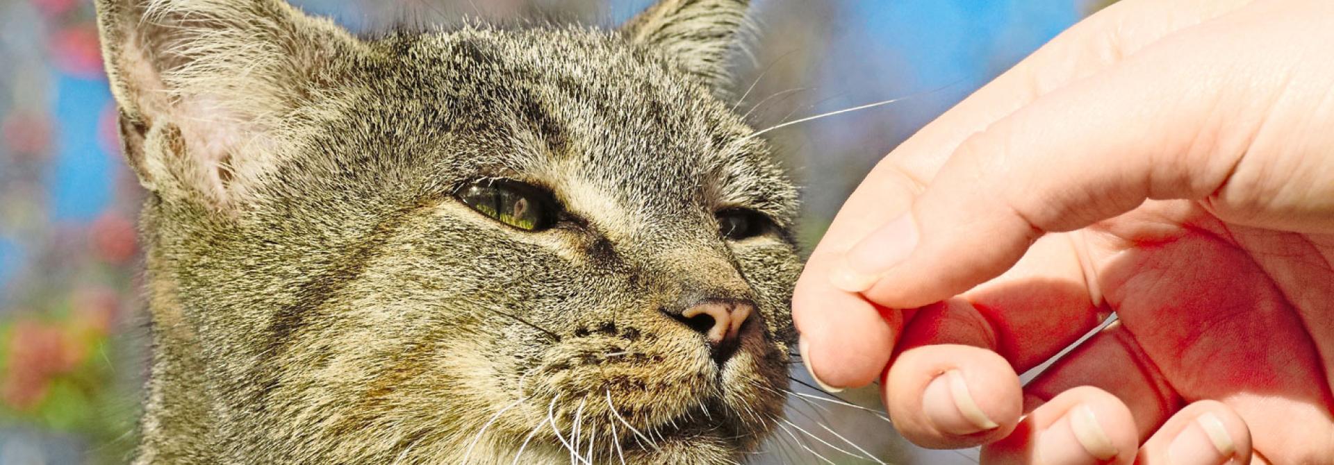 Katze schnuppert an Menschenhand