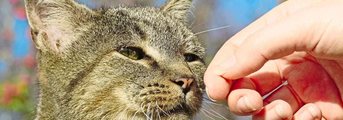 a4d2ba802d84626ce308d130c561f6f2360dbe0c Katze schnuppert an Menschenhand