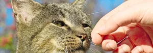 Reich mir die Hand und ich sage dir, wer du bist: Katzen erkennen ihr Herrchen oder Frauchen am Duft.