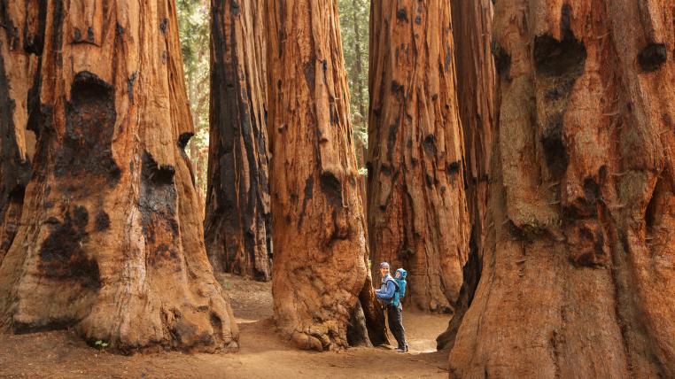 Mammutbäume im Sequoia-Nationalpark