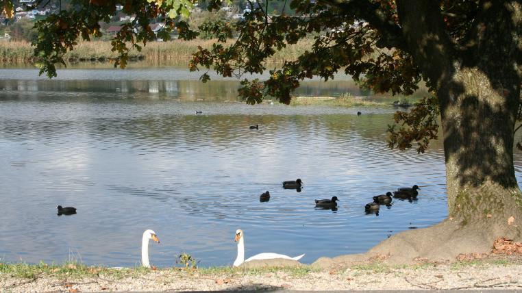 Wasservögel am Klingnauer Stausee