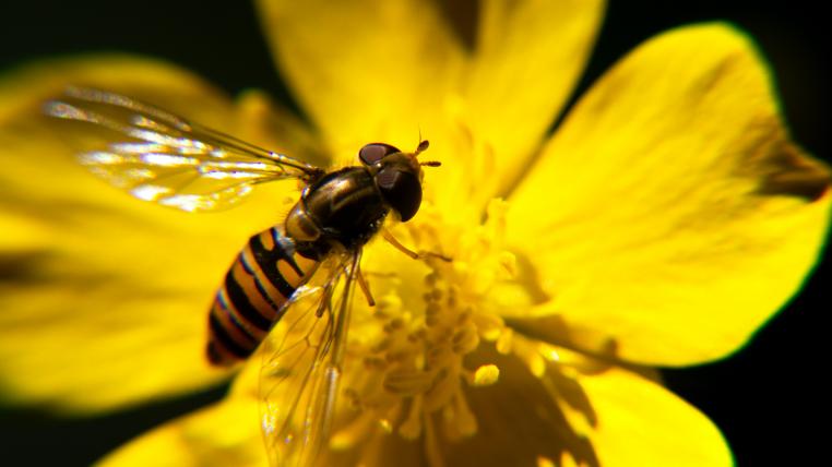 Biene auf Blüte