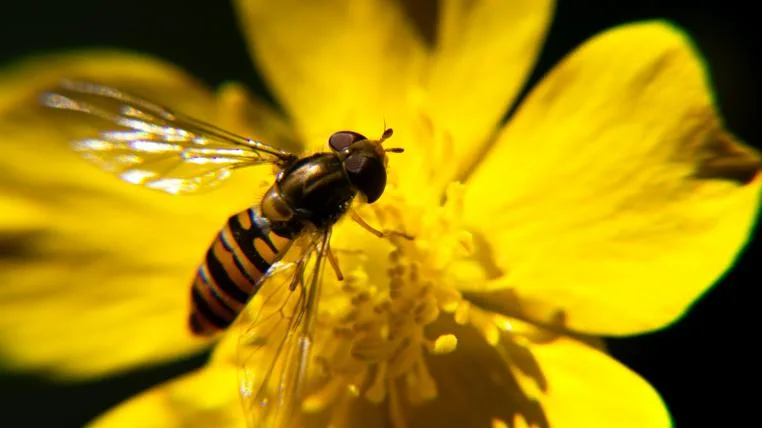 7d20f090495d21b583266d96297eecc850e0dd13 Biene auf Blüte