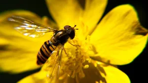 Das Pflegen und Schützen von Naturschutzgebieten soll nach Wunsch von Naturschutzorganisationen nach der Corona-Pandemie intensiviert werden.