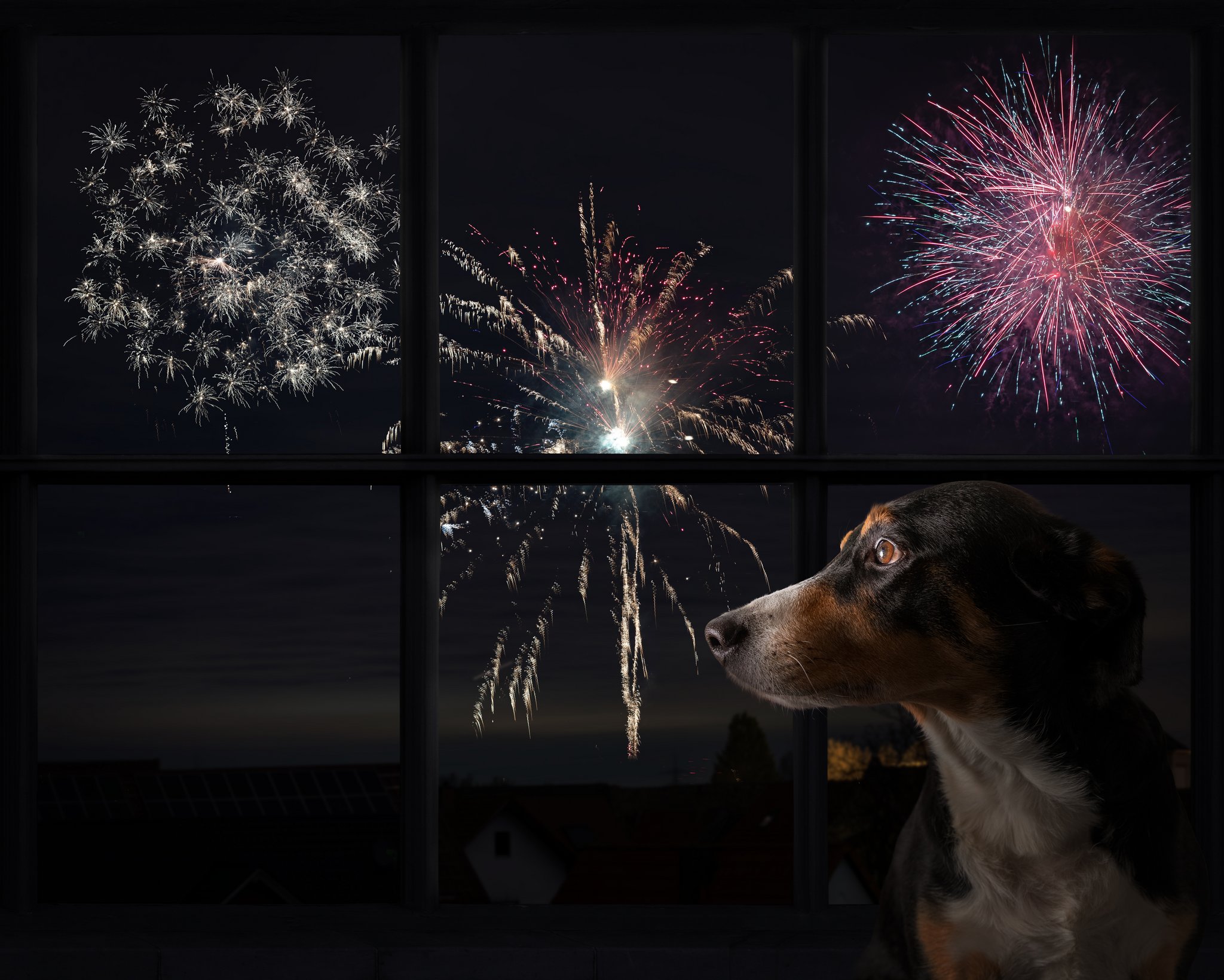 Petition und Initiative wollen dem Feuerwerk an den Kragen