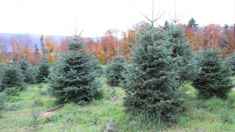 Schweiter Christbäume auf Plantage