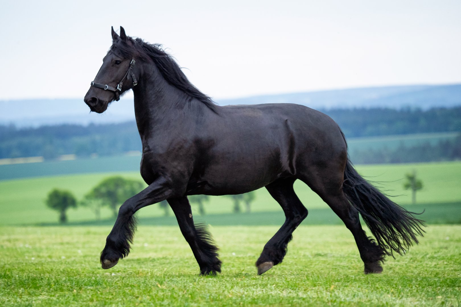 Friese: Schwarze Perle mit eleganten Gängen aus den Niederlanden