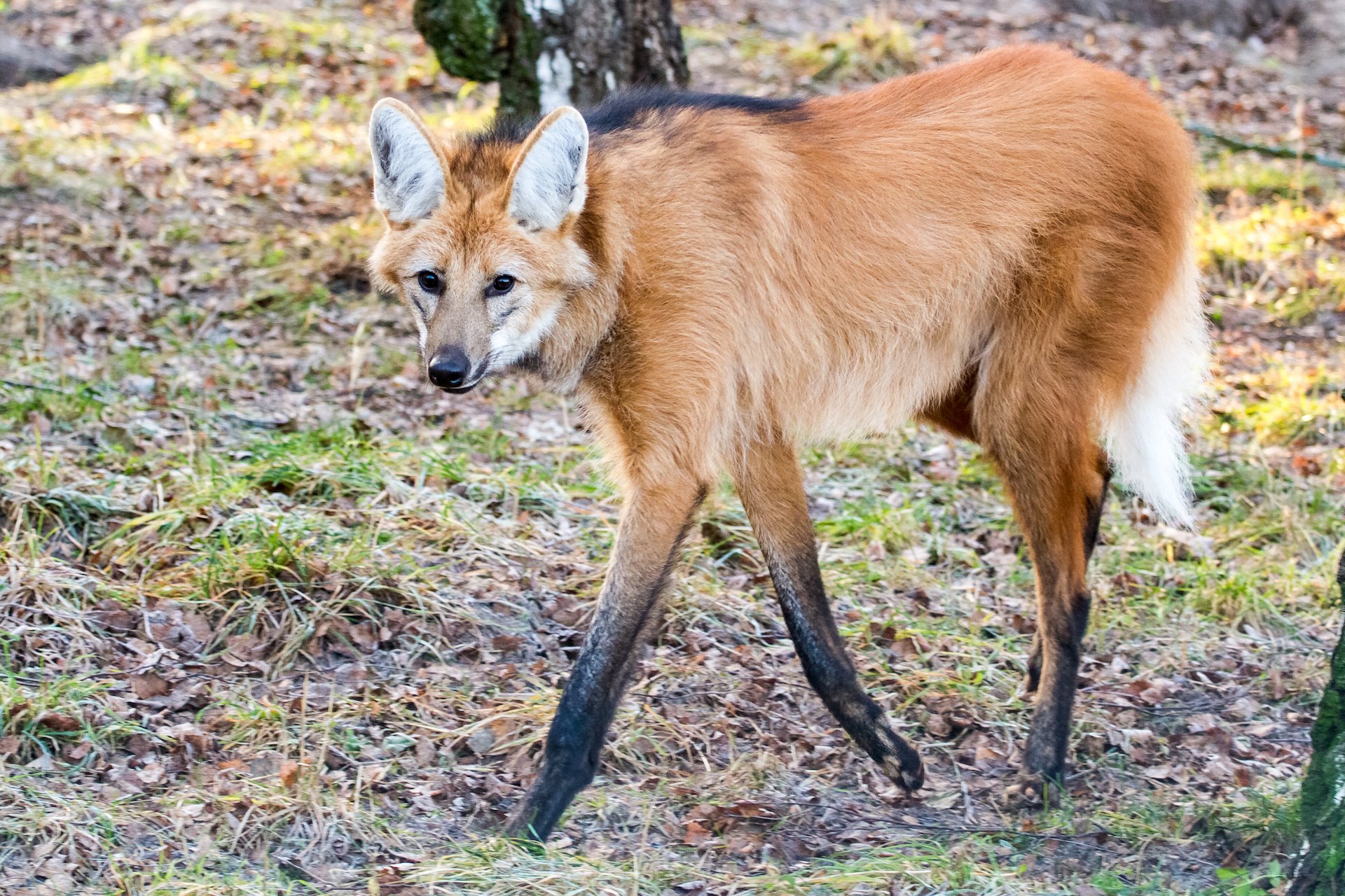 Der Mähnenwolf ist weder Wolf noch Fuchs
