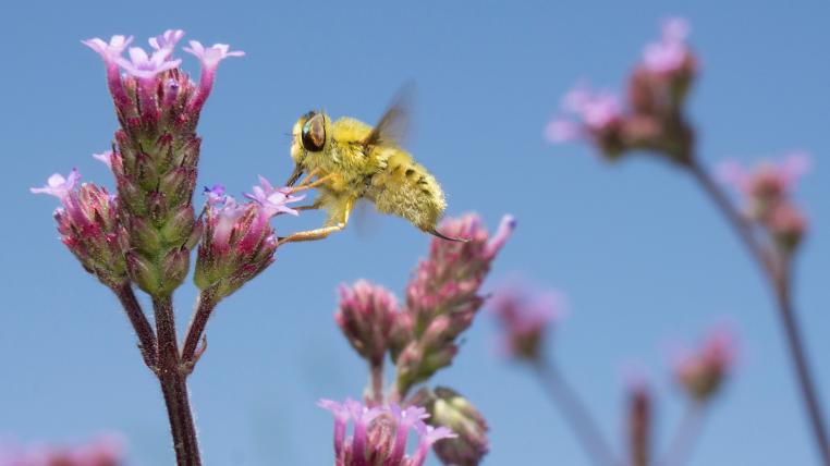 Biodiversität