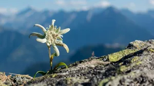 Eine ernüchternde Bilanz für Tiere und Pflanzen im Alpenraum ziehen Wiener Forscher: Jede fünfte Art wird infolge des Klimawandels aussterben, die andern werden stark dezimiert.