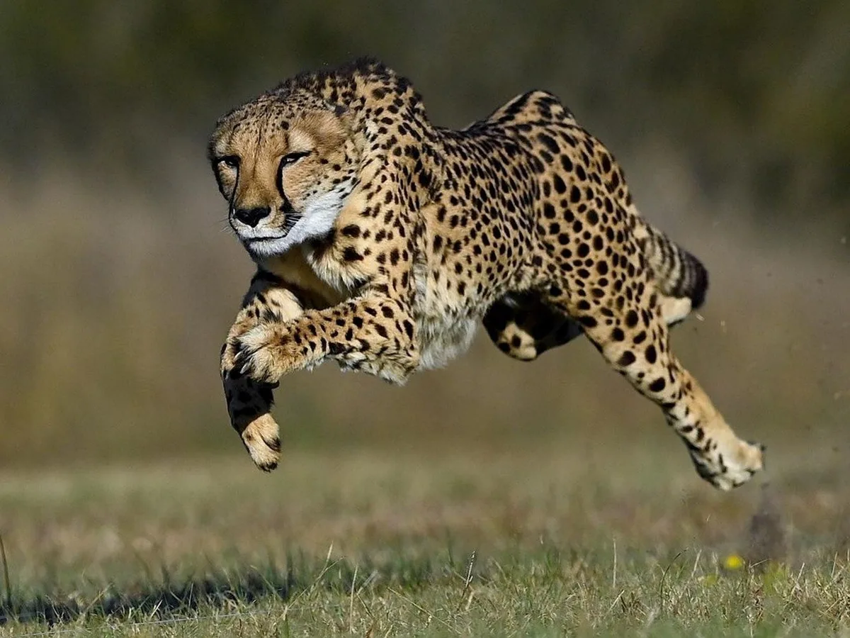 animal-8341852_1280 Tierische Rekorde: Die erstaunlichsten Superkräfte der Natur