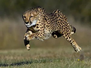 Der Gepard ist das schnellste Landtier.