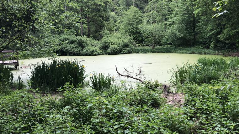 Forstwirtschaft Teich Wald