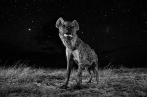Durch Platzierung der Kamera auf dem Boden und dem geschickten Einsatz von Blitzgeräten kriegte Will Burrard sowohl die Hyäne als auch die Sterne aufs Foto.