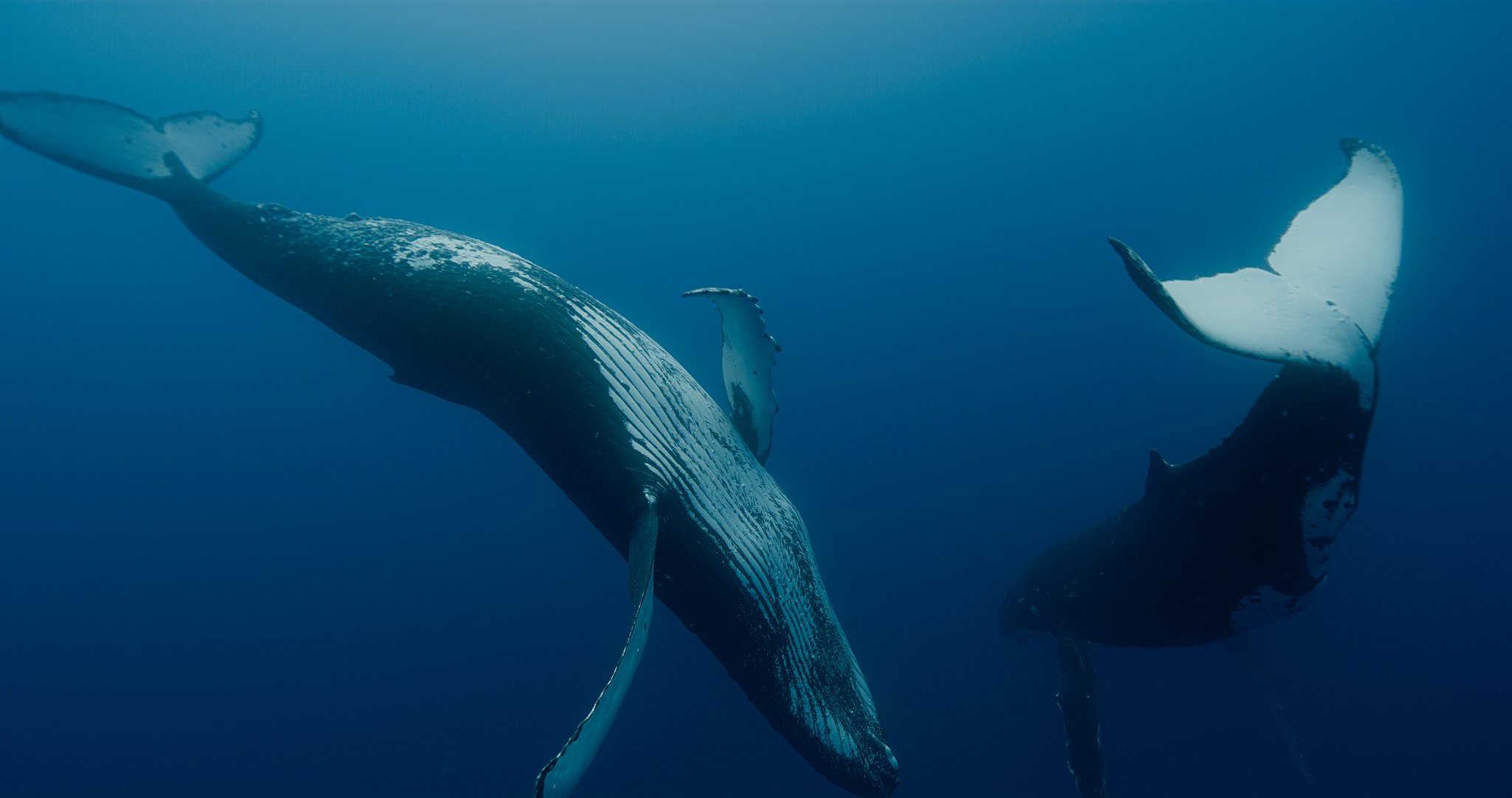 Les gardiennes de la planète: ein beeindruckender Tierfilm