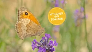 Fühlt sich auf Lavendel wohl und steht sinnbildlich für den TierWelt-Preis für Biodiversität, den «Goldenen Schmetterling»: Das Grosse Ochsenauge