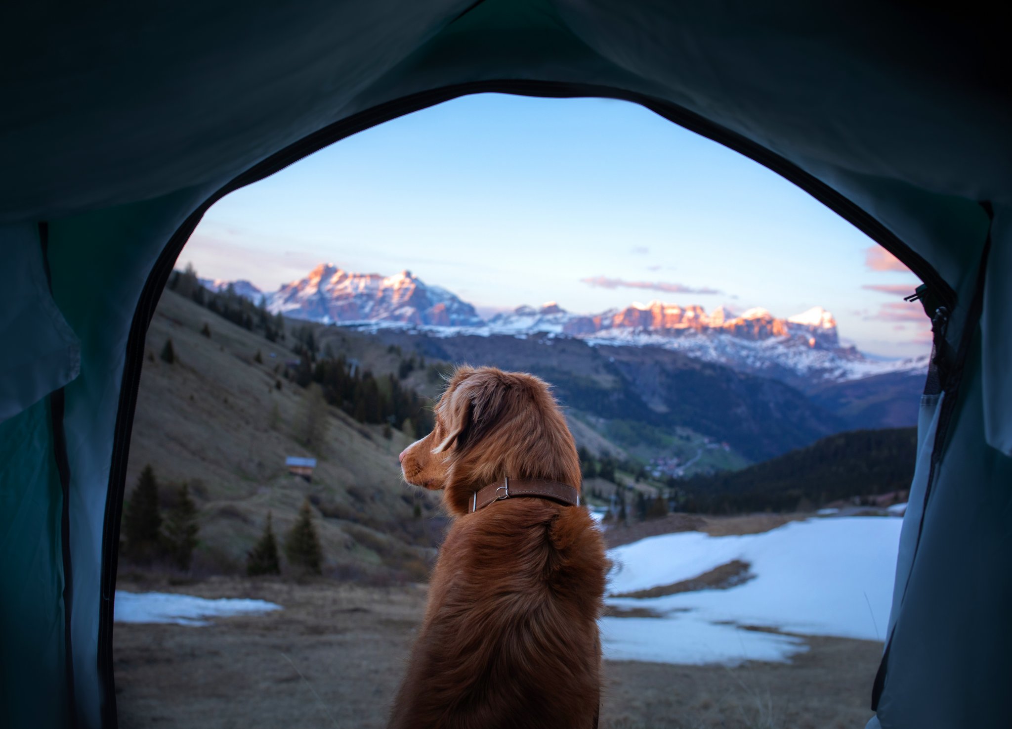 So gelingen die Campingferien mit dem Hund
