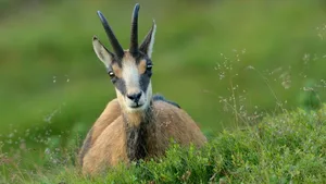 Gämsen wurden durch Jagd einst stark dezimiert und lokal sogar ausgerottet. Heute leben rund 90'000 von ihnen in der Schweiz und Liechtenstein, der Gesamtbestand wird auf 450'000 Tiere geschätzt.
