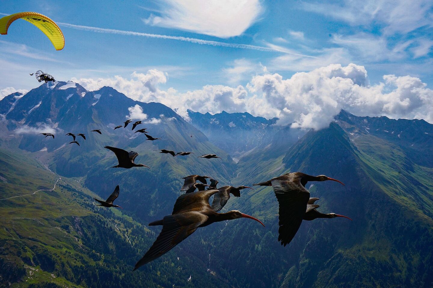 Die menschengeführte Migration der Waldrappe ist erfolgreich.