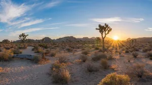 Getrübte Idylle: US-Naturschutzgebiete wie dem Joshua-Tree-Nationalpark sind von Mikroplastik durchsetzt.