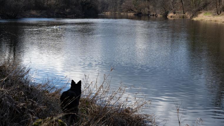Aare