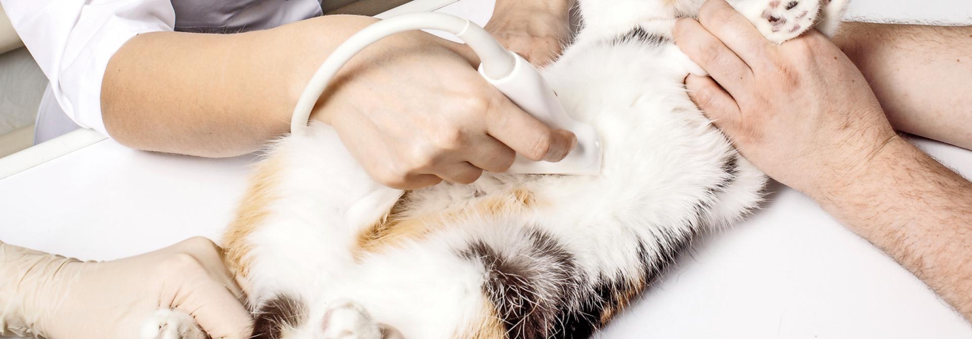katzen-herzkrankheit.jpg